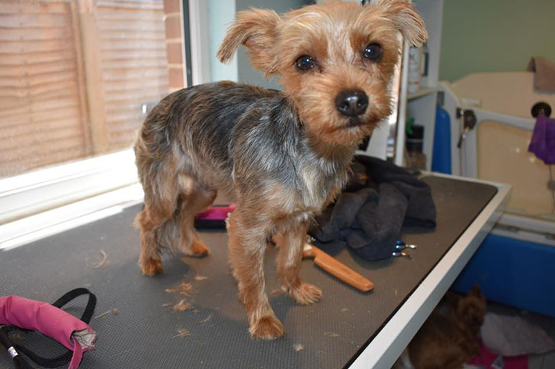 yorkshire terrier getting a fur cut