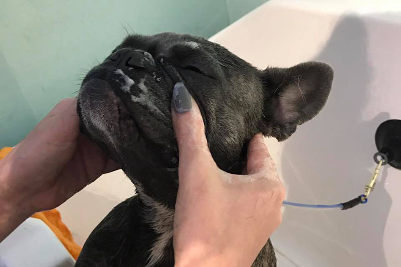 close up dog wash