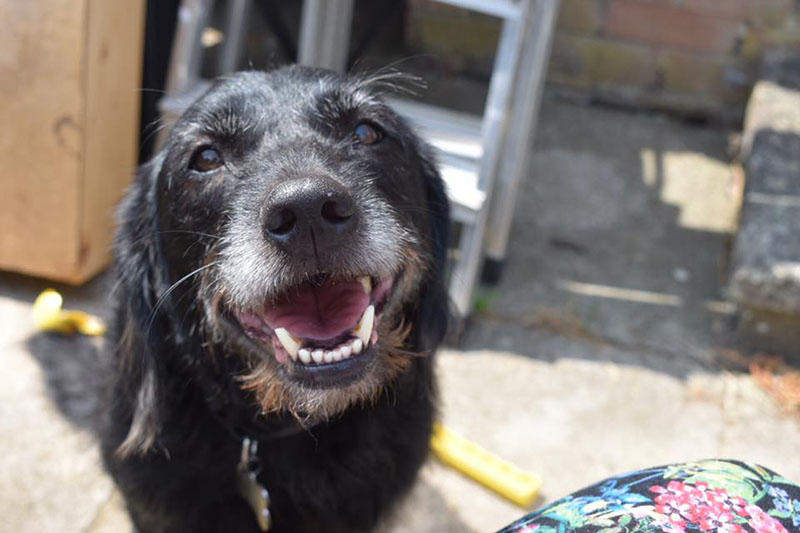 dog smiling at camera