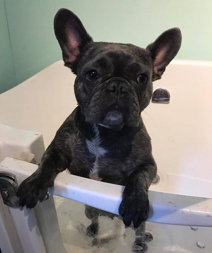 bulldog in bath