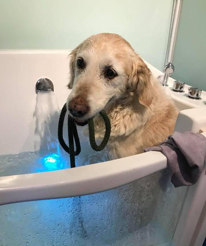 dog in bath with lead