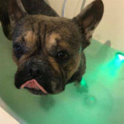 dog getting washed