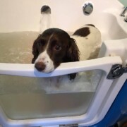 spaniel in the bath