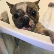 french bulldog in bath
