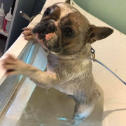 bulldog clawing on bath