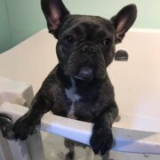 french bulldog looking out of bath