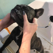 french bulldog getting washed