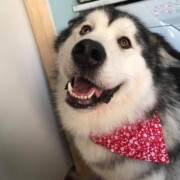 dog smiling