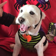halloween dog