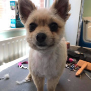 cute dog