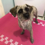dog with a fur cut