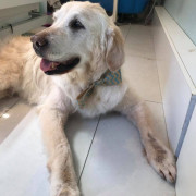 labrador lying down
