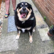 dog on lead