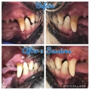 dog teeth