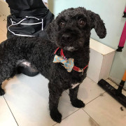 dog after being groomed