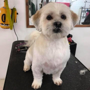 groomed dog