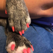 painted paws