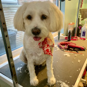 white dog with heart scarf