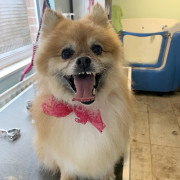 smiling dog