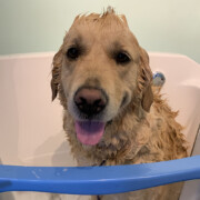 wet dog