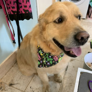 labrador
