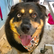 dog with different coloured eyes