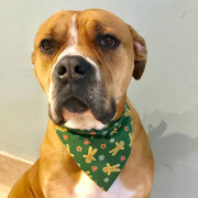 dog with christmas scarf