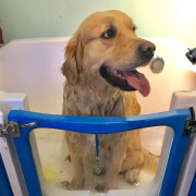 dog in a bath