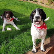 spaniel