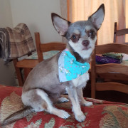 chihuahua