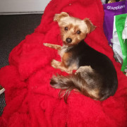 yorkshire terrier