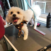 dog on table