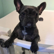 bulldog in bath