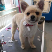 dog with bow tie
