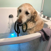 dog in bath with lead