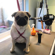 pug